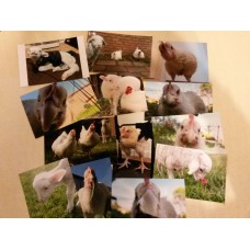 Becky Broiler Fundraiser Photo Packs